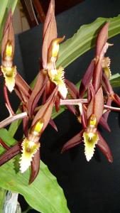 Catasetum callosum