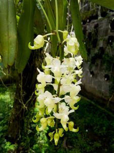 Aerides odorata