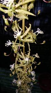 Cycnoches peruvianum