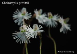 Cheirostylis griffithii