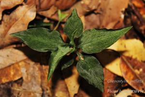 Cheirostylis griffithii