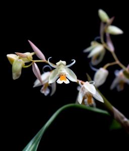 Chelonistele sulphurea