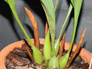 Chelonistele sulphurea