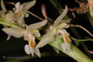 Chelonistele sulphurea