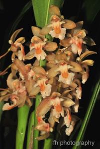 Chelonistele sulphurea