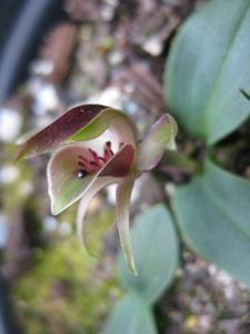 Chiloglottis gunnii