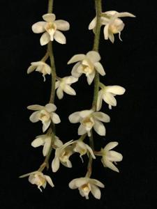 Chiloschista exuperei