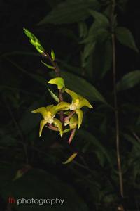 Chrysoglossum ornatum