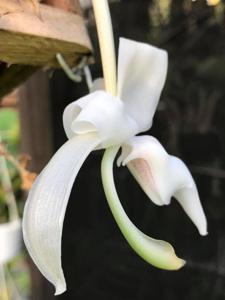 Stanhopea candida
