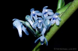 Cleisocentron merrillianum