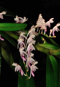 Cleisocentron pallens