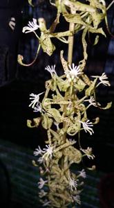 Cycnoches peruvianum