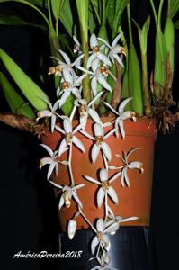 Coelogyne swaniana