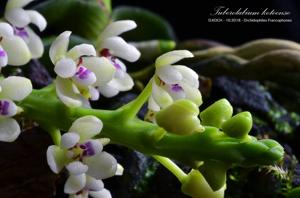 Tuberolabium kotoense