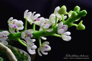 Tuberolabium kotoense