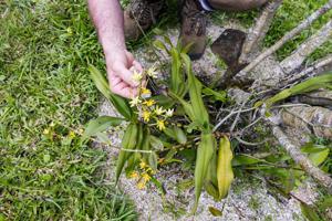 Angraecum crassum