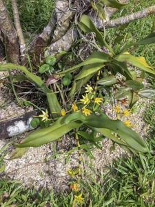 Angraecum crassum