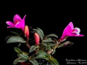 Dendrobium cuthbertsonii
