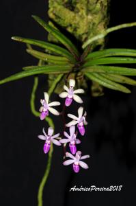 Stereochilus dalatensis