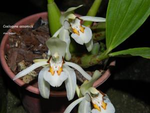 Coelogyne assamica