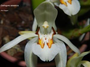 Coelogyne assamica