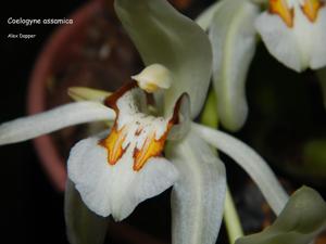 Coelogyne assamica