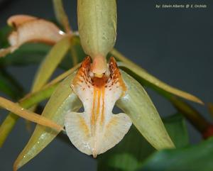 utils/thumbs/species/spc_000004671_000010640.jpg