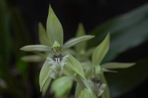 Coelogyne brachyptera