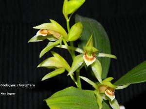 Coelogyne chloroptera