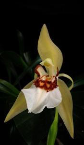 Coelogyne eberhardtii