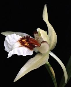 Coelogyne eberhardtii
