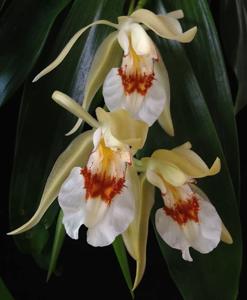 Coelogyne eberhardtii