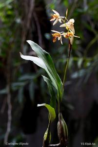 Coelogyne filipeda
