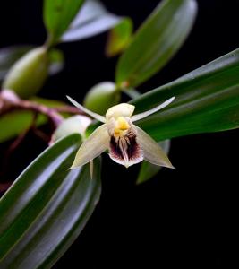 Coelogyne fimbriata