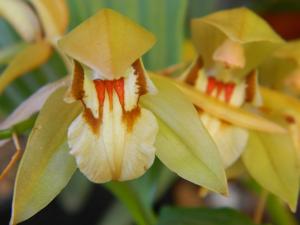Coelogyne fuscescens
