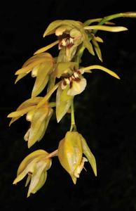 Coelogyne fuscescens