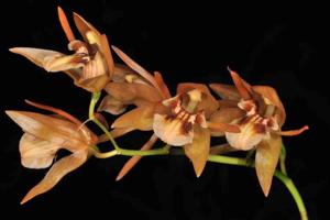 Coelogyne fuscescens