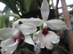 Calanthe vestita var. rubra-oculta
