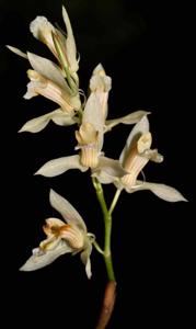 Coelogyne longipes