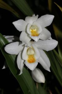 Coelogyne mooreana