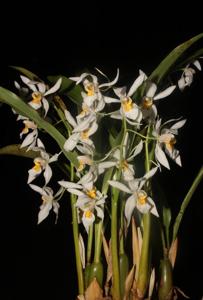 Coelogyne nitida