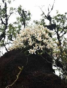 Coelogyne occultata