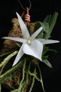 Angraecum didieri