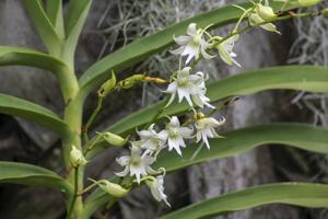 Sobennikoffia robusta