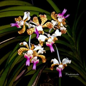 Vanda tricolor