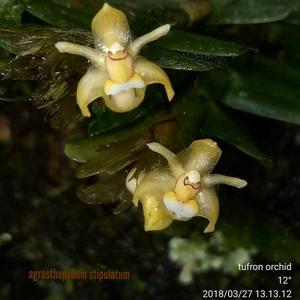 Agrostophyllum stipulatum