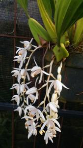 Coelogyne swaniana