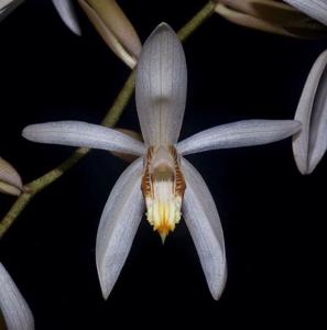 Coelogyne velutina