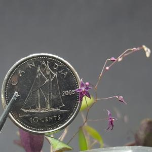 Lepanthopsis astrophora