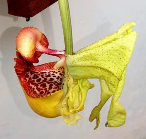 Coryanthes macrantha